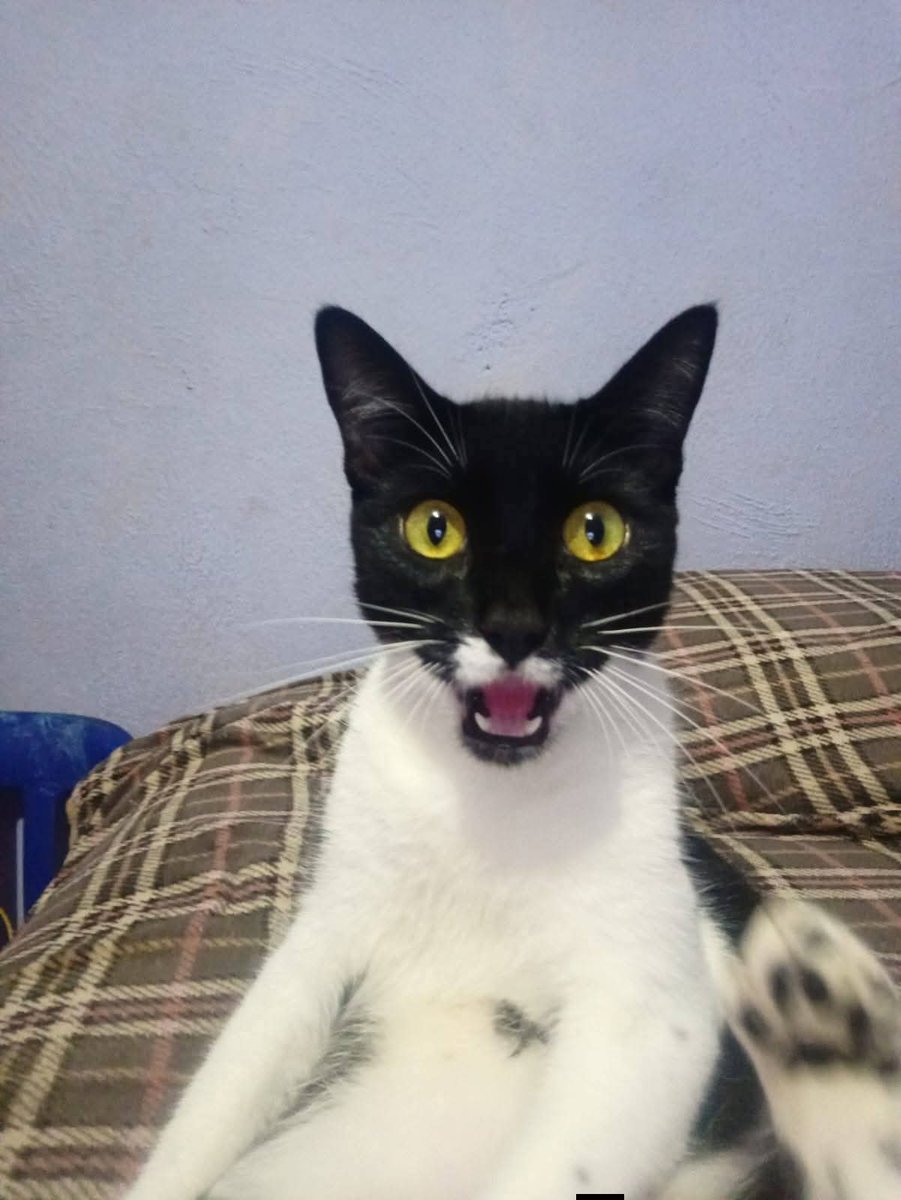 Alvaro Manuel tweet media