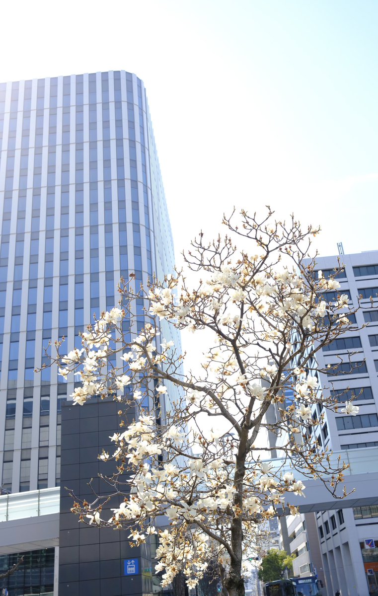 S.snafkine tweet media