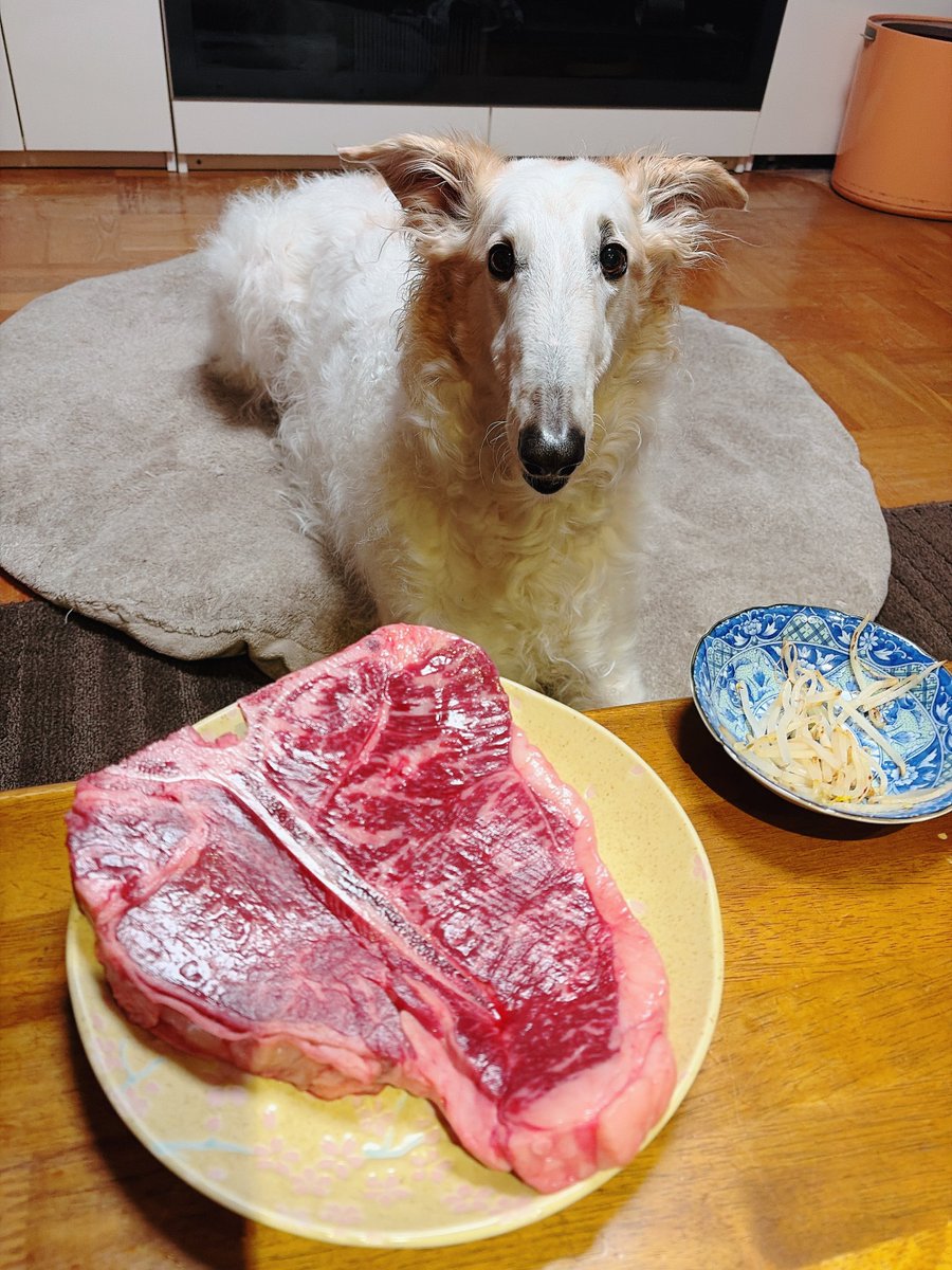 がんぼるぞい®︎ 💪🐶✨borzoi ボルゾイ tweet media
