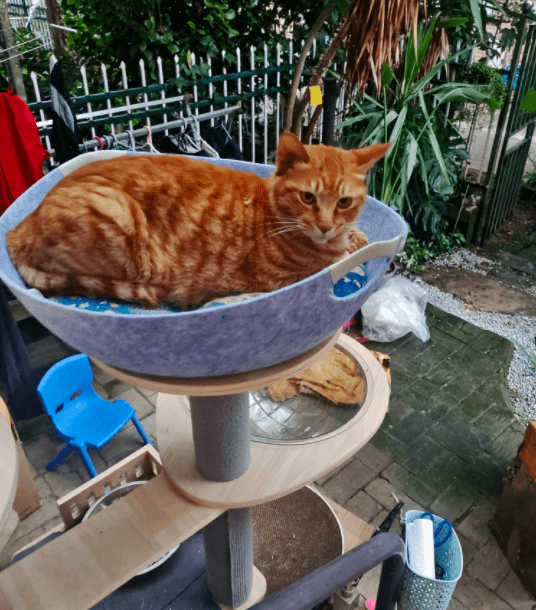 manojch35401176's tweet photo. 「从巴掌大的小奶猫到踩奶踩出节奏感的黏人精，原来成长就是你把猫条藏哪都能精准定位的过程～」 https://t.co/vSBq3JWe78