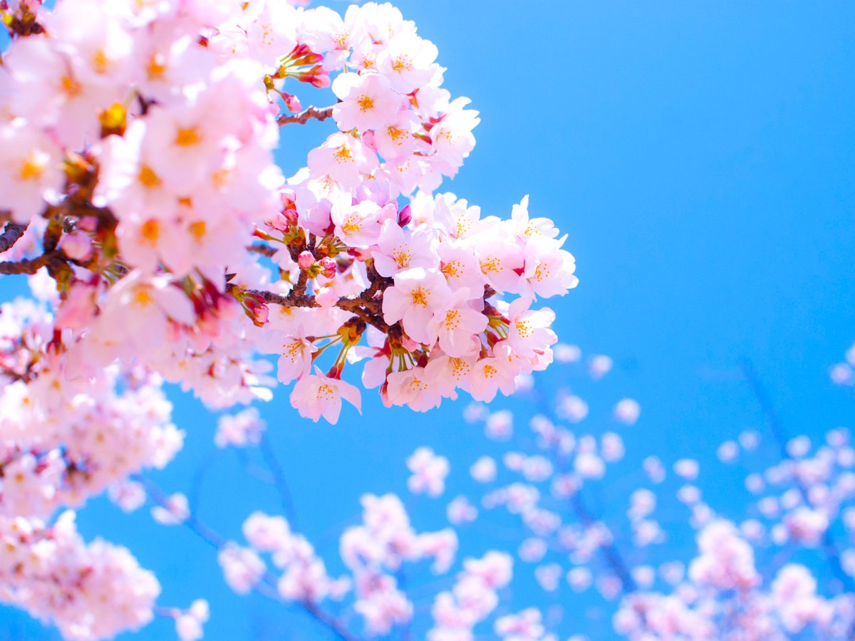 来月の豊洲の出張セミナーのテーマがオルタナティヴ（代替品種）、よくこんな面倒なテーマでやるなと我ながら思う。
とはいえ、数年前にこのテーマでも6回のカリキュラムを作っていたのでド変態極まりないなと。
本日は目黒で上級講座と研究講座、そろそろ桜の時期ですね。🥰