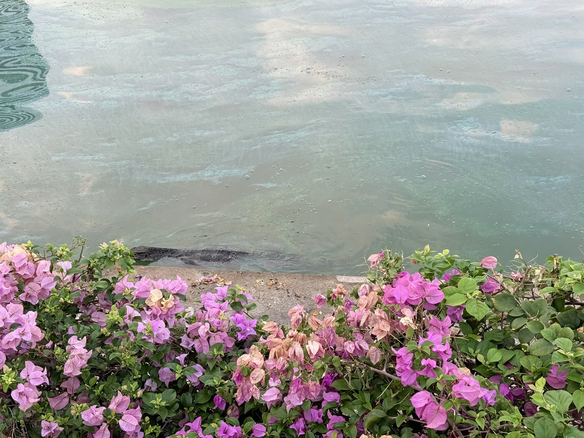 Whimsy 🍵🐰 tweet media