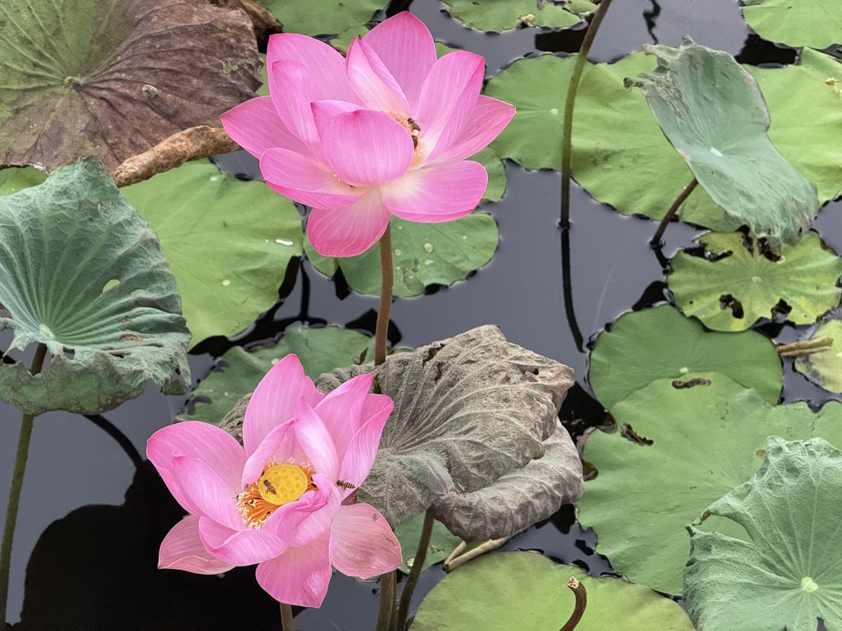 Whimsy 🍵🐰 tweet media