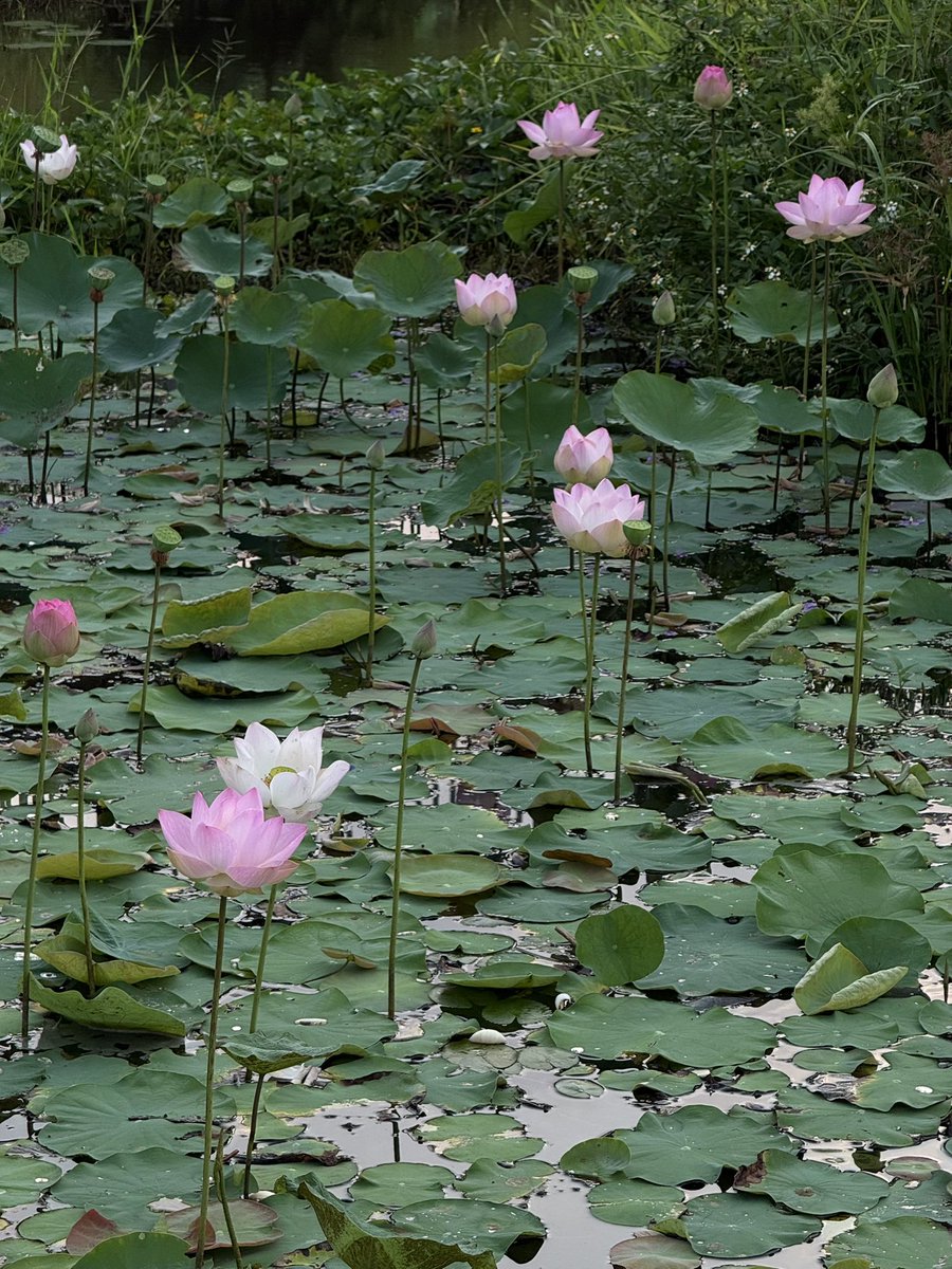 Whimsy 🍵🐰 tweet media