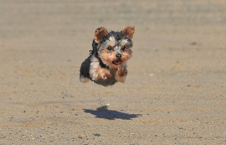 두됴지 tweet media