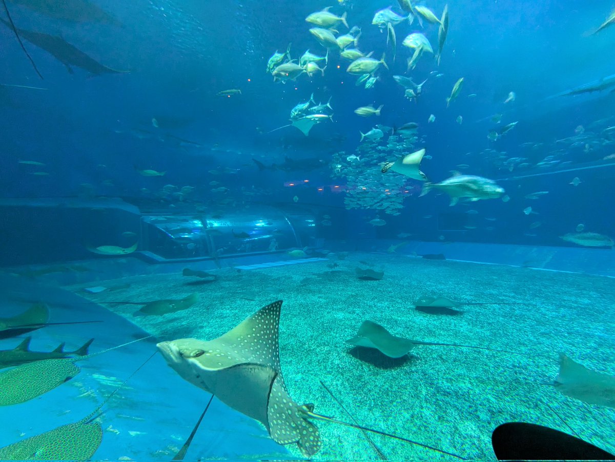 ひっとみん tweet media