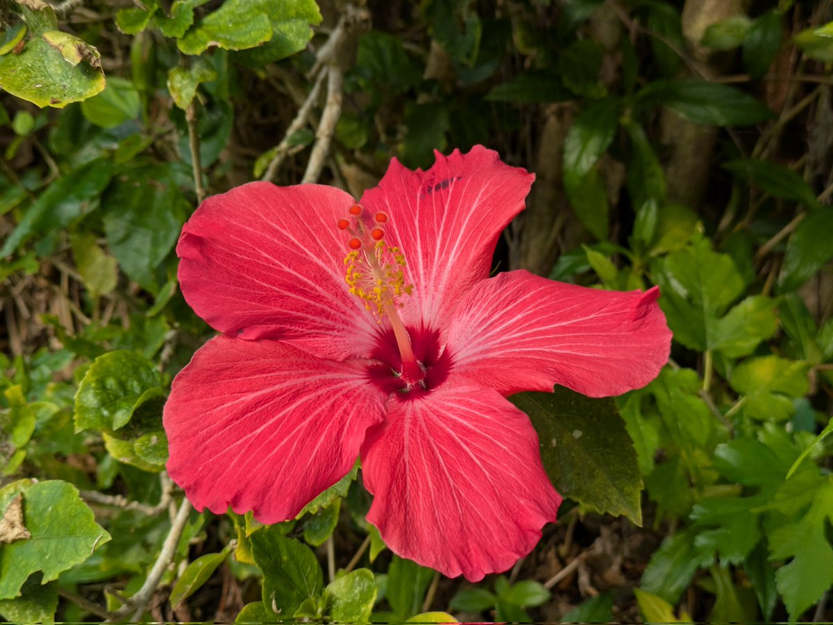 ひっとみん tweet media