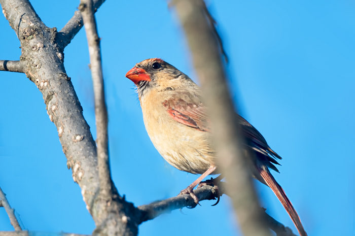 Chandana Roy tweet media