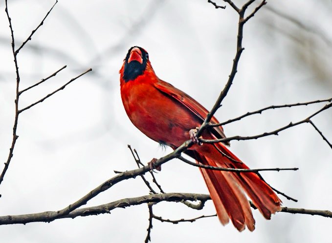 Chandana Roy tweet media