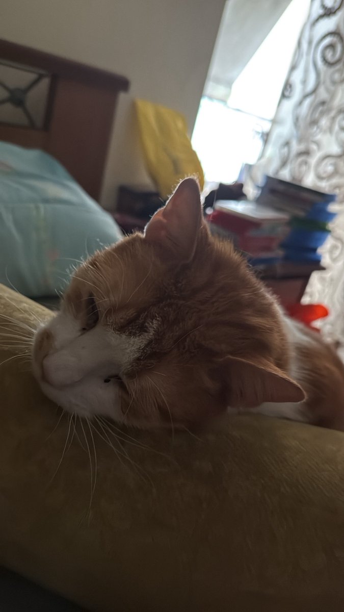 A Paul of Ice and Fire | Game of Thrones Era🐺 tweet media