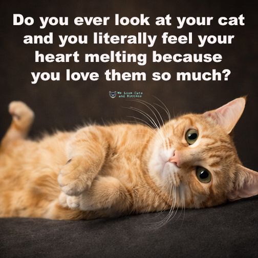 Cats and Kittens tweet media