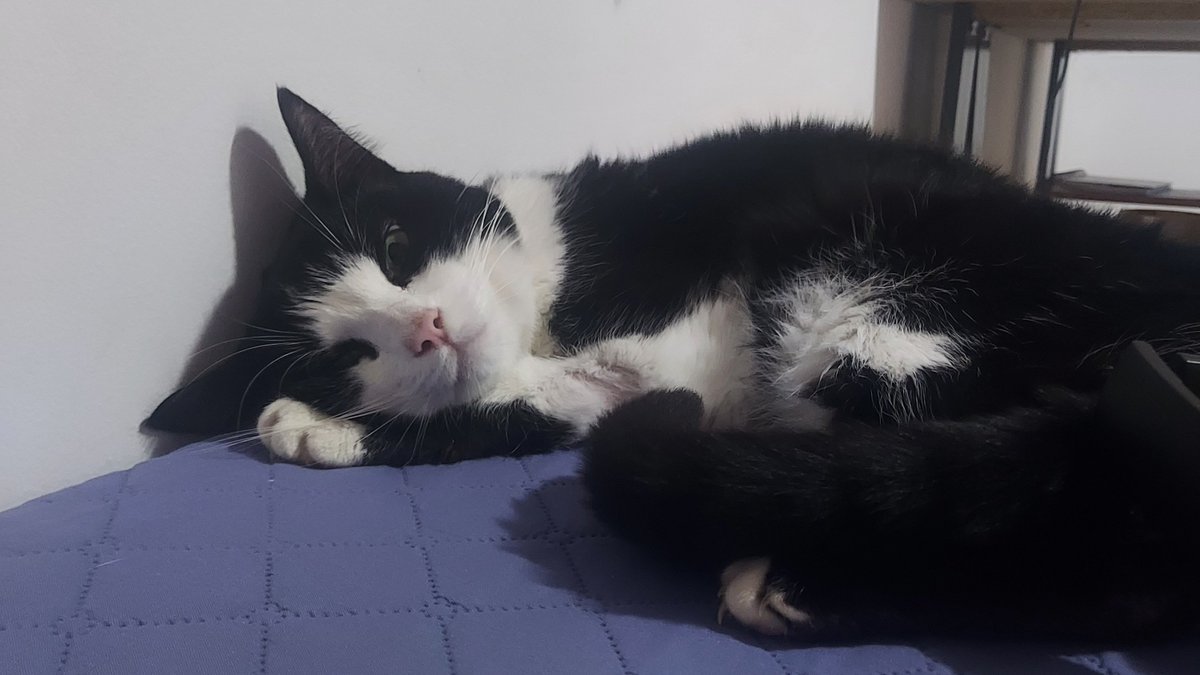 mia webber fritz 𝜗ৎ tweet media