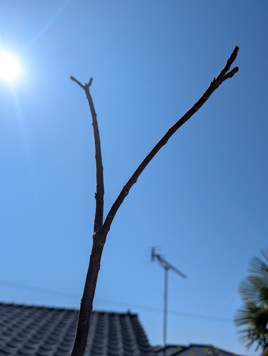 西郷憲一郎(Kenichiro Saigo) tweet media