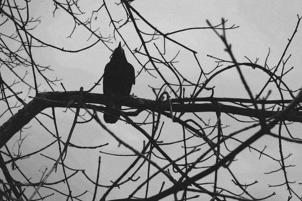 Vladęk. tweet media