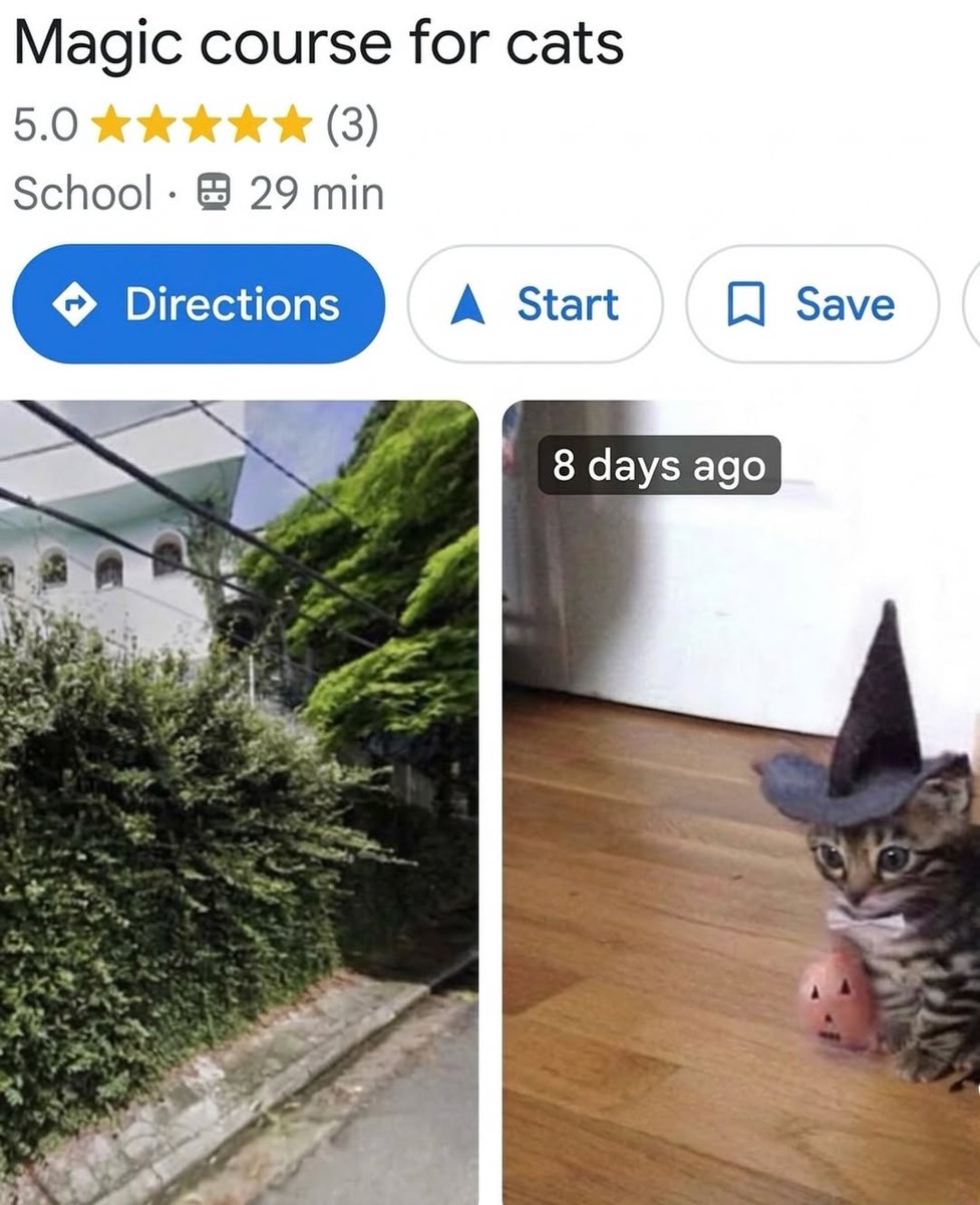 smol silly cat tweet media