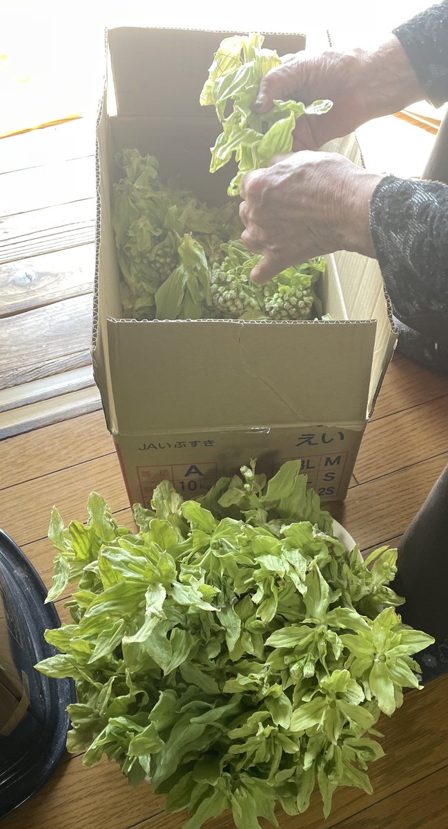 チシャ猫 tweet media