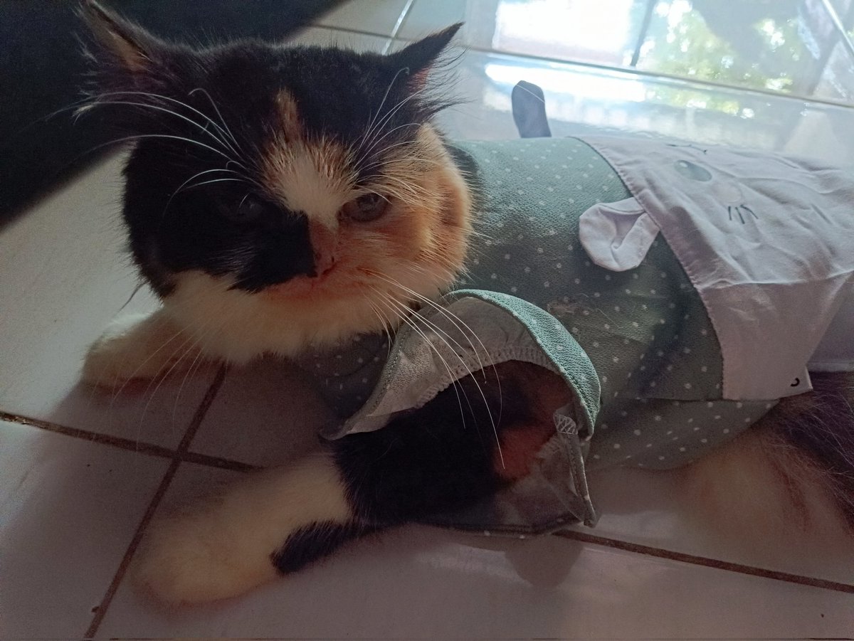 頭脳 🔶💧 tweet media