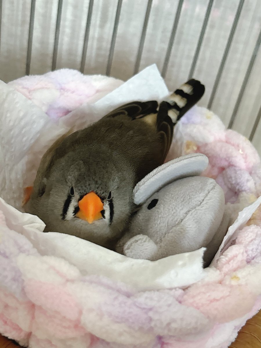 ハクサイーヌ(固定)@レタスの飼い主 tweet media