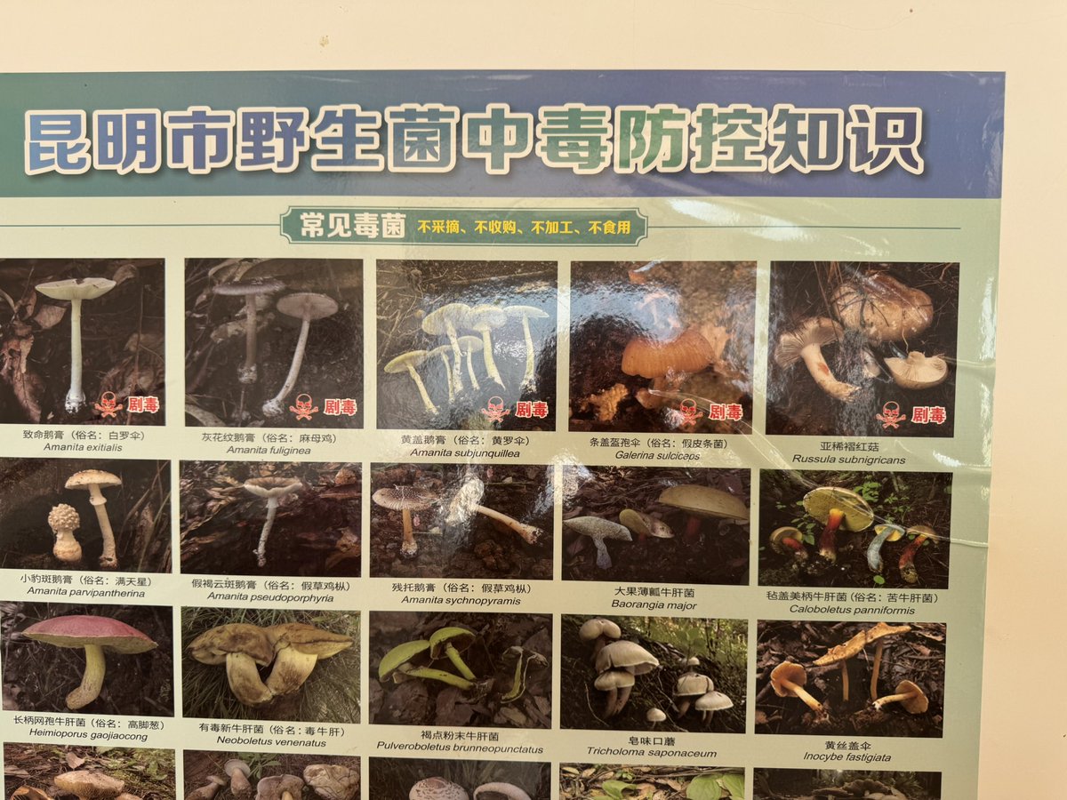 MAKOTO YOSHIDA　世界の虫を食べてみたい11/28発売 tweet media