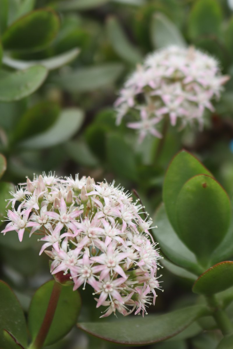 咲くやこの花館 tweet media