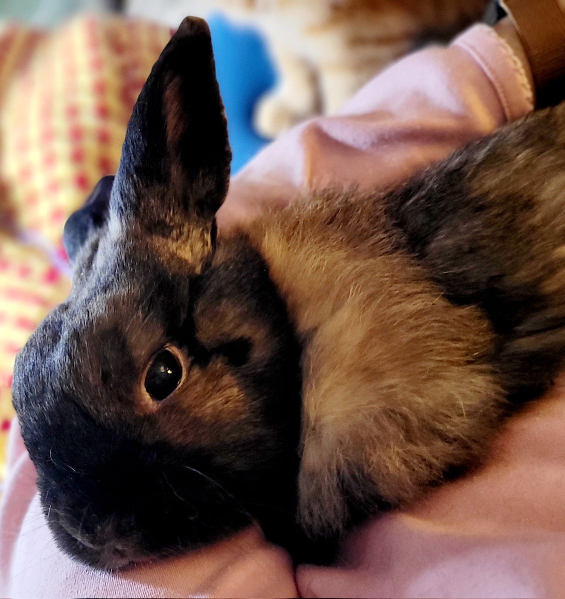 Kansas City Southern tweet media