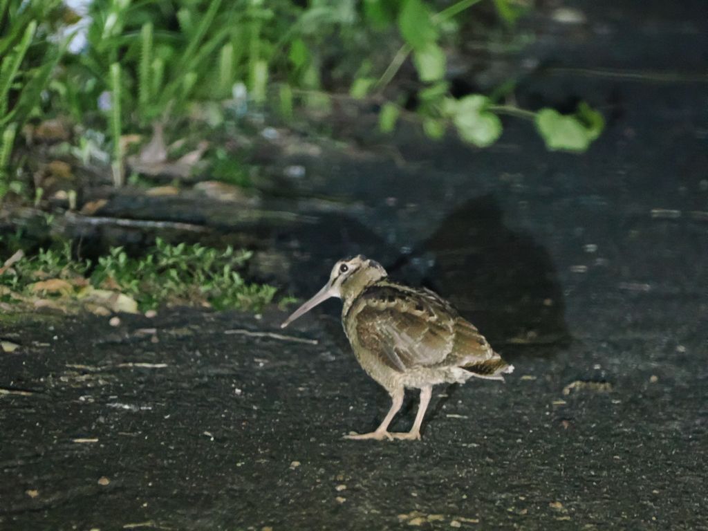 先日、環境省のレッドリストが更新されアマミヤマシギが「絶滅危惧II類」から「準絶滅危惧」になりました。レッドリストのランクは、生き物の「価値」を決める順位ではありません。ランクが下がるのは、価値が減ったのではなく、保護活動の結果が出てきているということです。