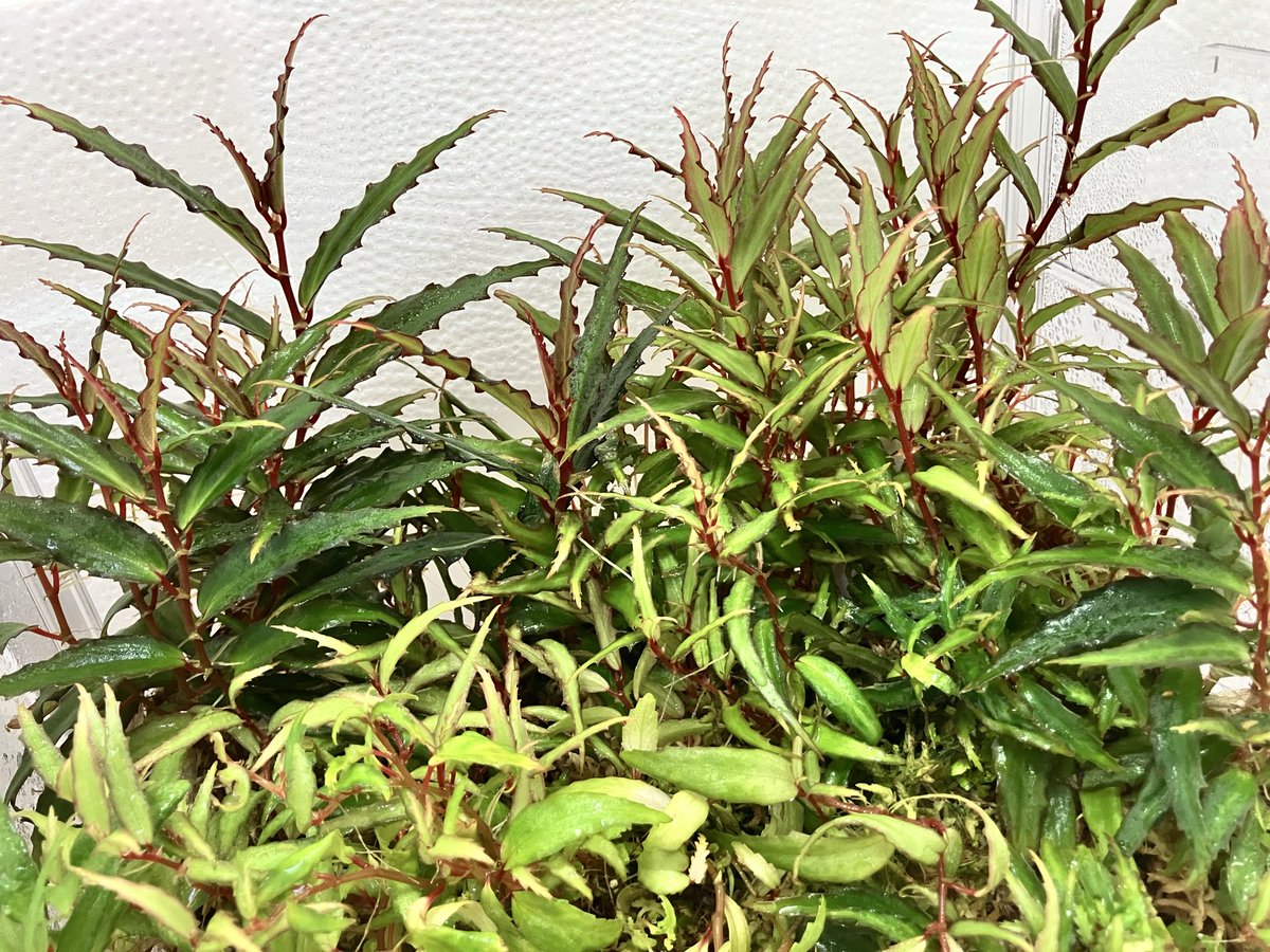 咲くやこの花館にてベゴニア展示会開催中です。

苗販売もしています。ぜひお立ち寄りください。
私の苗も展示しています。

Begonia xiphophylla（ベゴニア クシフォフィラ）

ボルネオ諸島のとても可愛いベゴニアです。

ぜひ探してみて下さい。