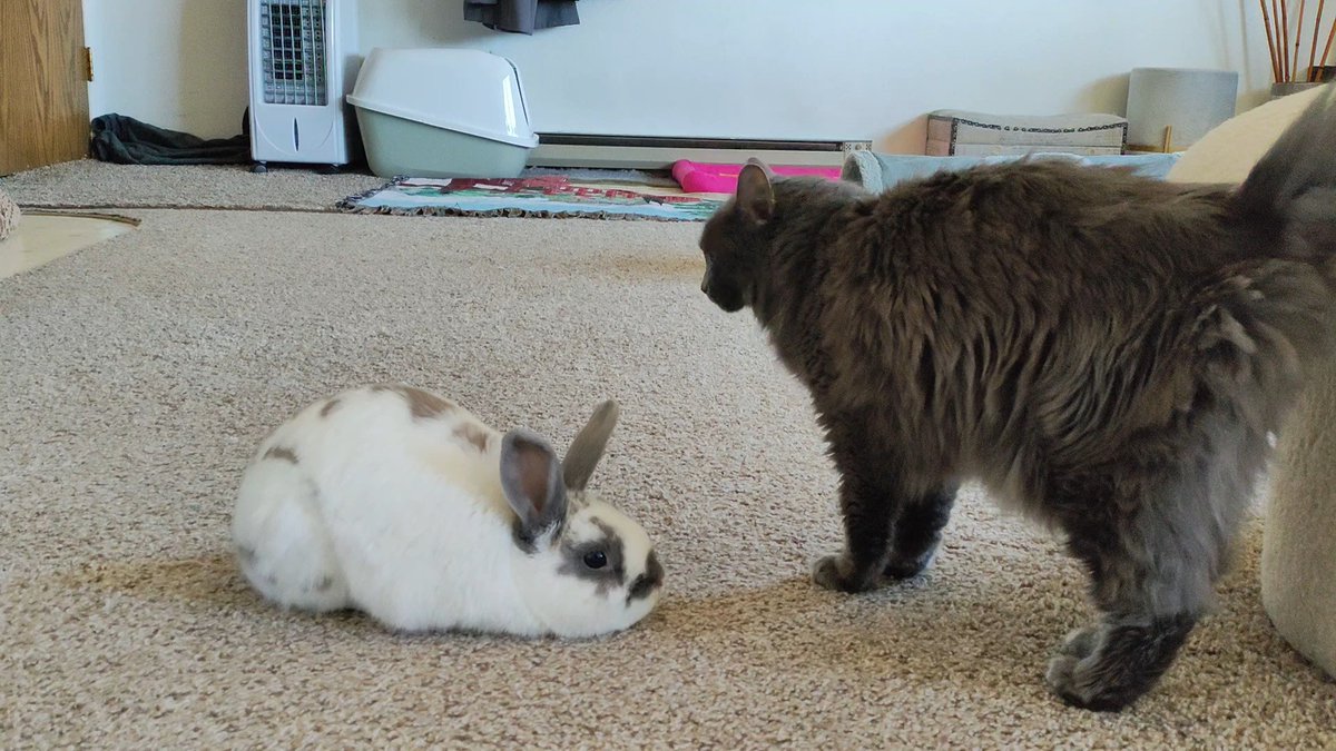 Princess Sephiroth 🍉 tweet media