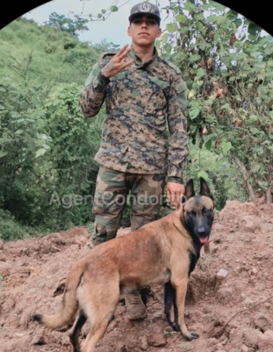 el blog de los guachos tweet media