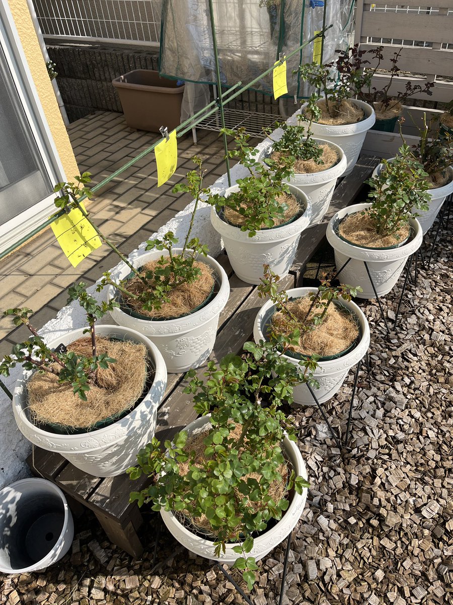 不安な気持ちはあれど、
今年は、沢山の蕾つけるクリローに
癒される😊

バラも🌿出てきた〜から柔らかい枝
も見えてきてる

もう頼むから中東と交渉して🙏