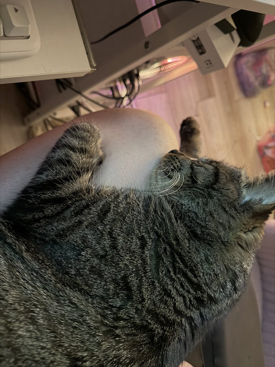 🎀 Misty 🎀 predebut tweet media