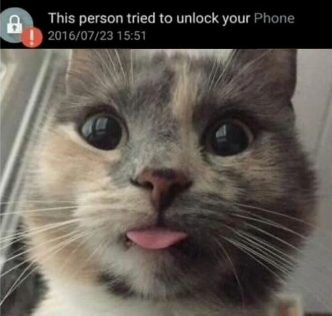 smol silly cat tweet media