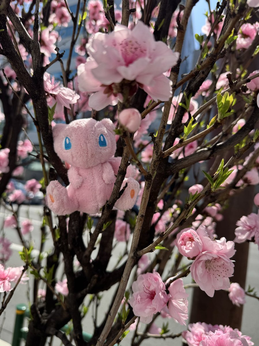 ラキ神さま tweet media