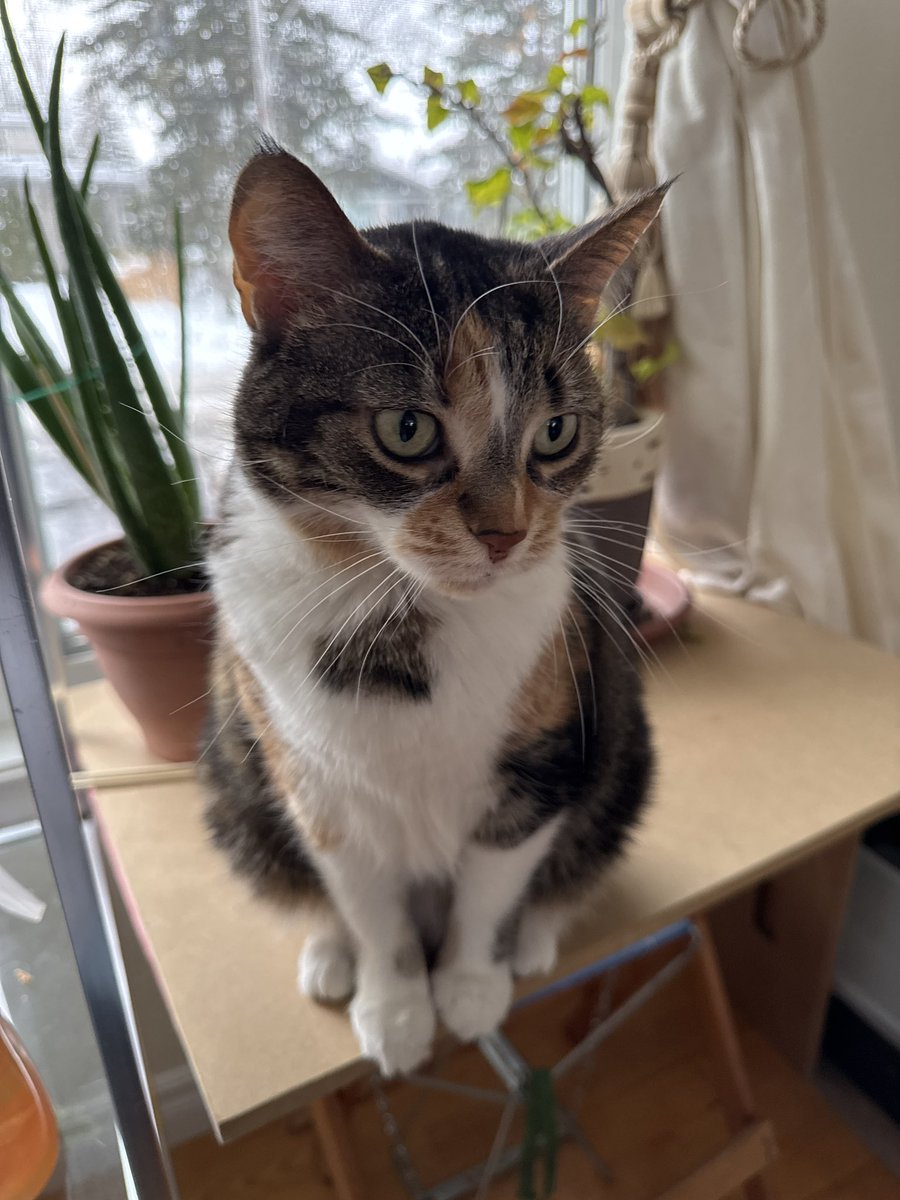 Katsumi 🦊🌸 🇨🇦 ╰❱❱【VDenWaifus】 tweet media