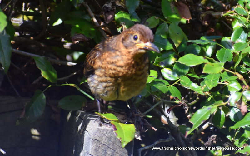 Dr Trish Nicholson tweet media