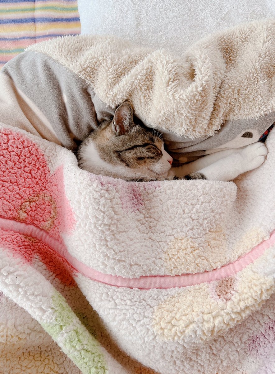 マリオの部屋🐈⬛ tweet media