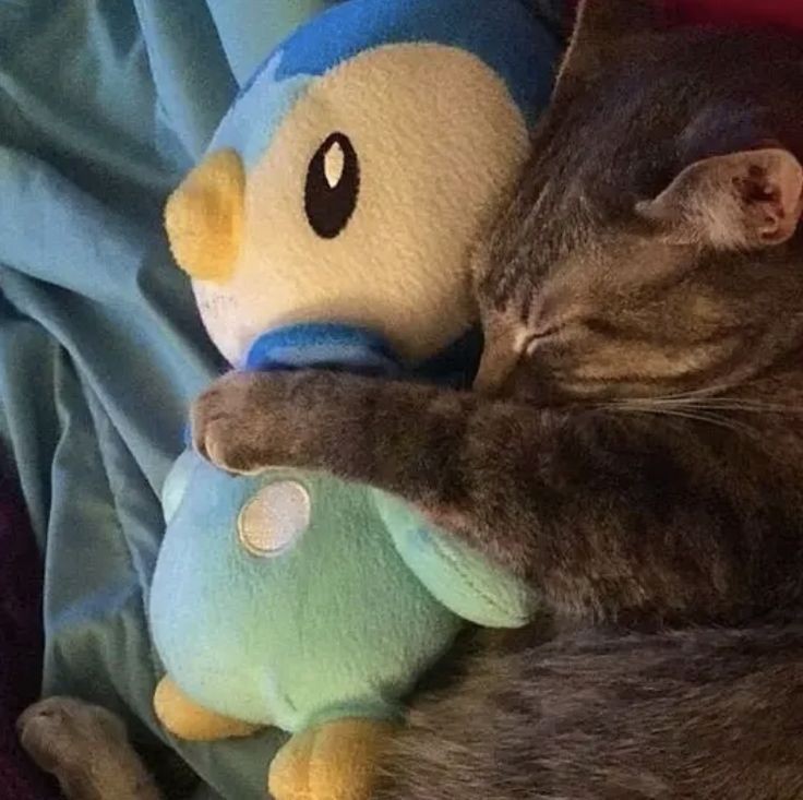 smol silly cat tweet media