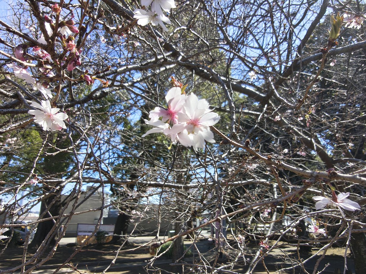 阿部 翔太郎＠あはき学生 tweet media