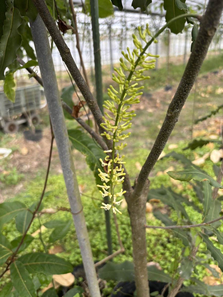 マカダミアナッツの花！
実がつくの楽しみ！