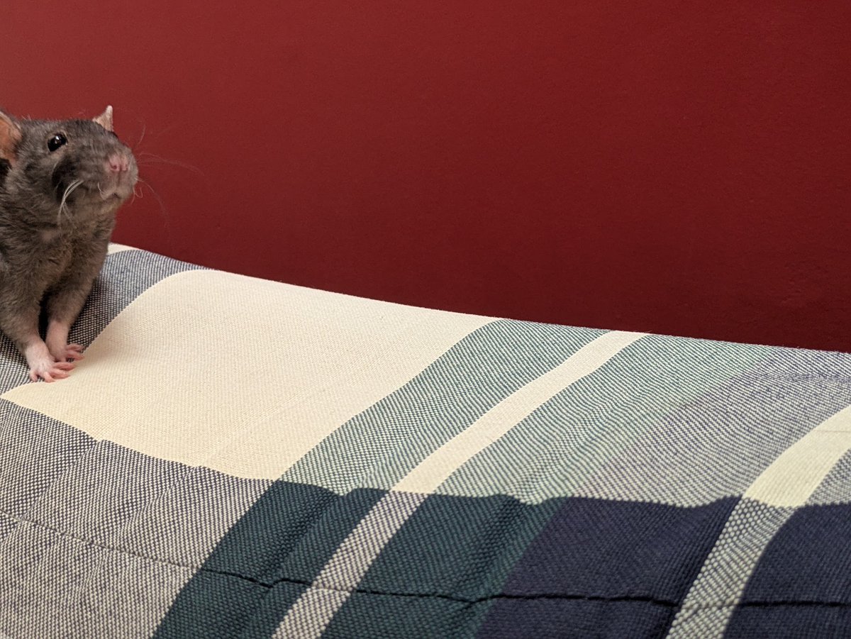 Shriram Krishnamurthi (primary: Bluesky) tweet media