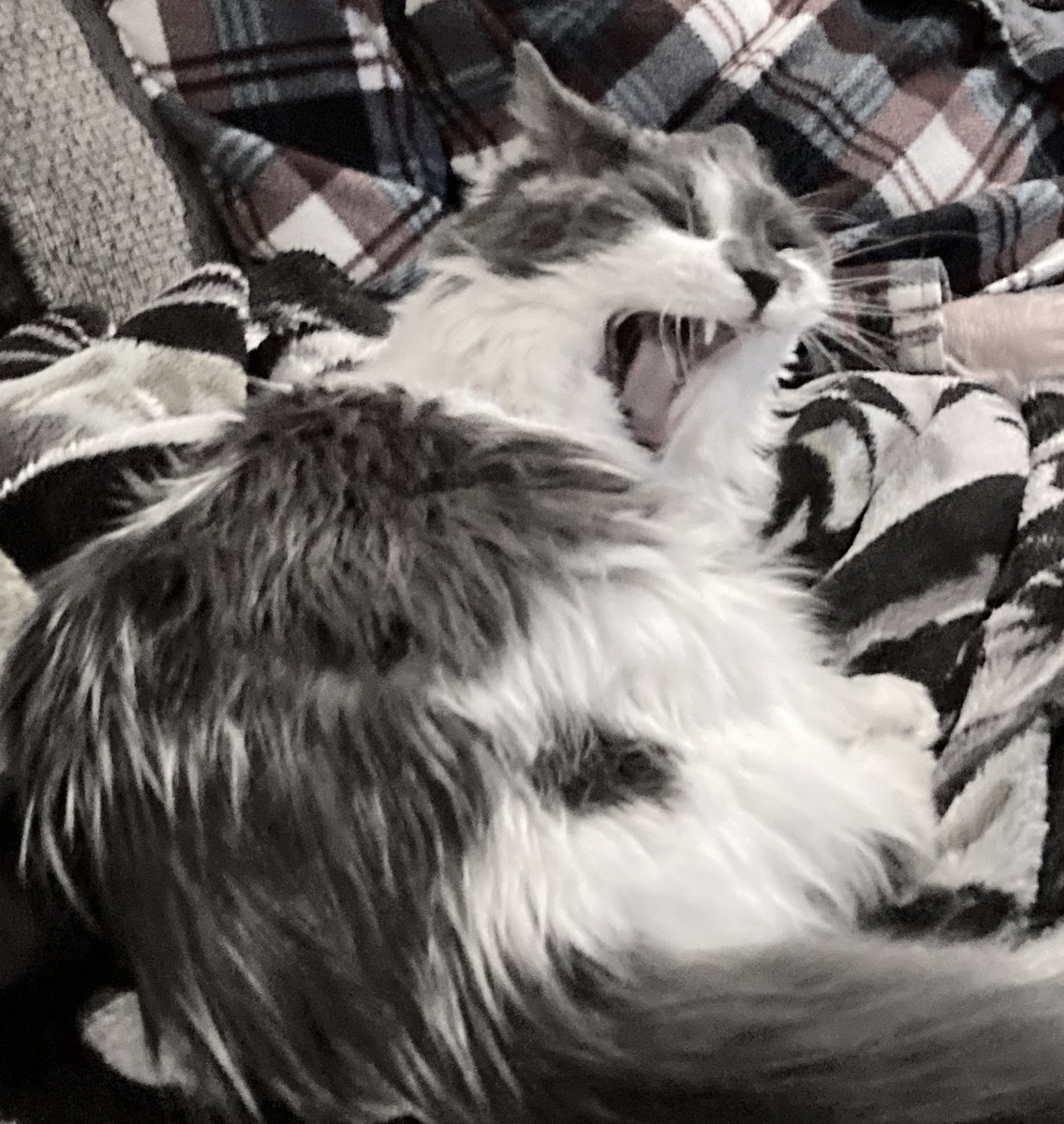 Jen C 🇨🇦 tweet media