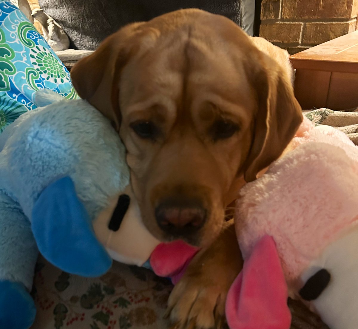 Emily 🐺🍋🪏 tweet media