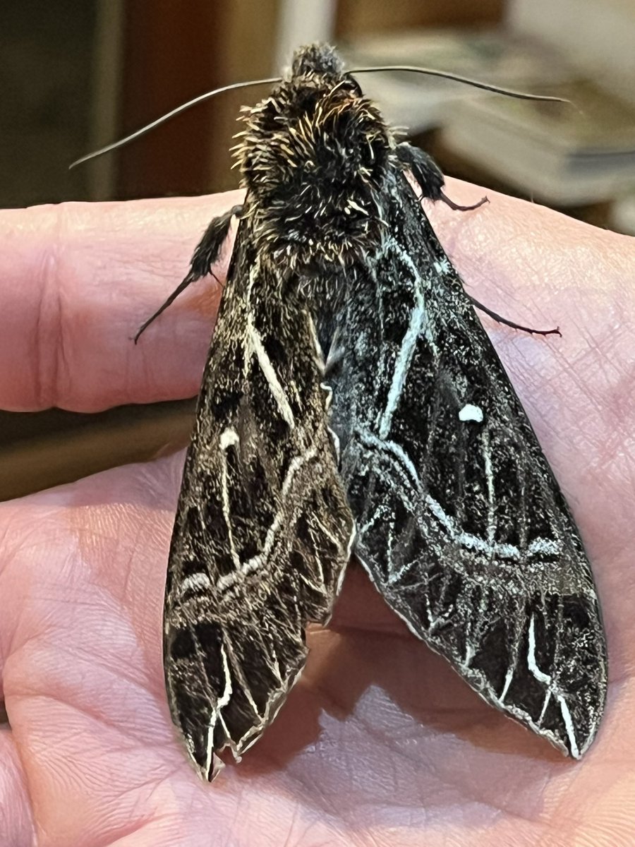 Andrew C Sims tweet media