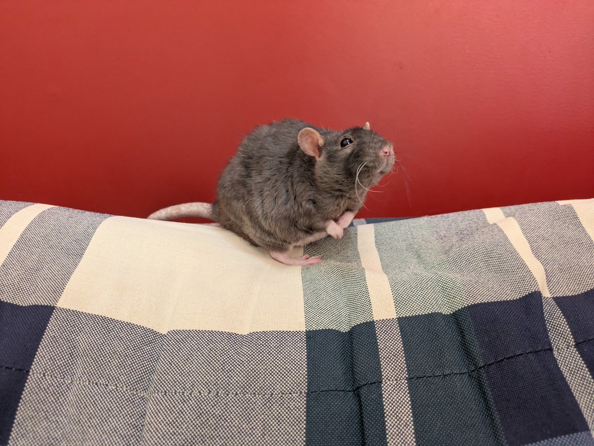 Shriram Krishnamurthi (primary: Bluesky) tweet media