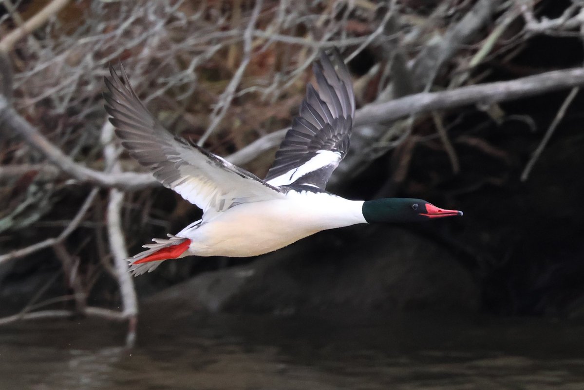 Brenda Kestenbaum tweet media