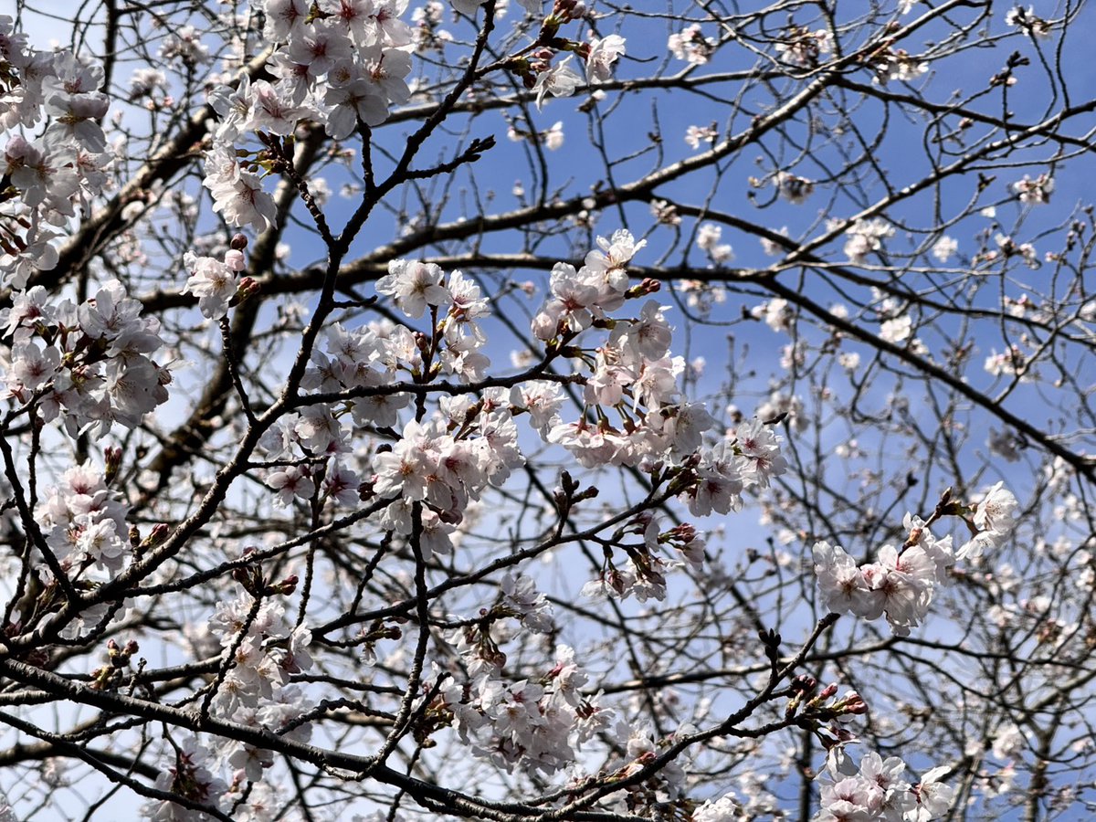 kenmori_park's tweet photo. パークゴルフ場の陽光桜が見頃です🌸
園内のソメイヨシノが咲き始めてきました🌸

#健森
#けんもり
#桜
#陽光桜
#ソメイヨシノ
#パークゴルフ場 https://t.co/3Q0axzXZQi