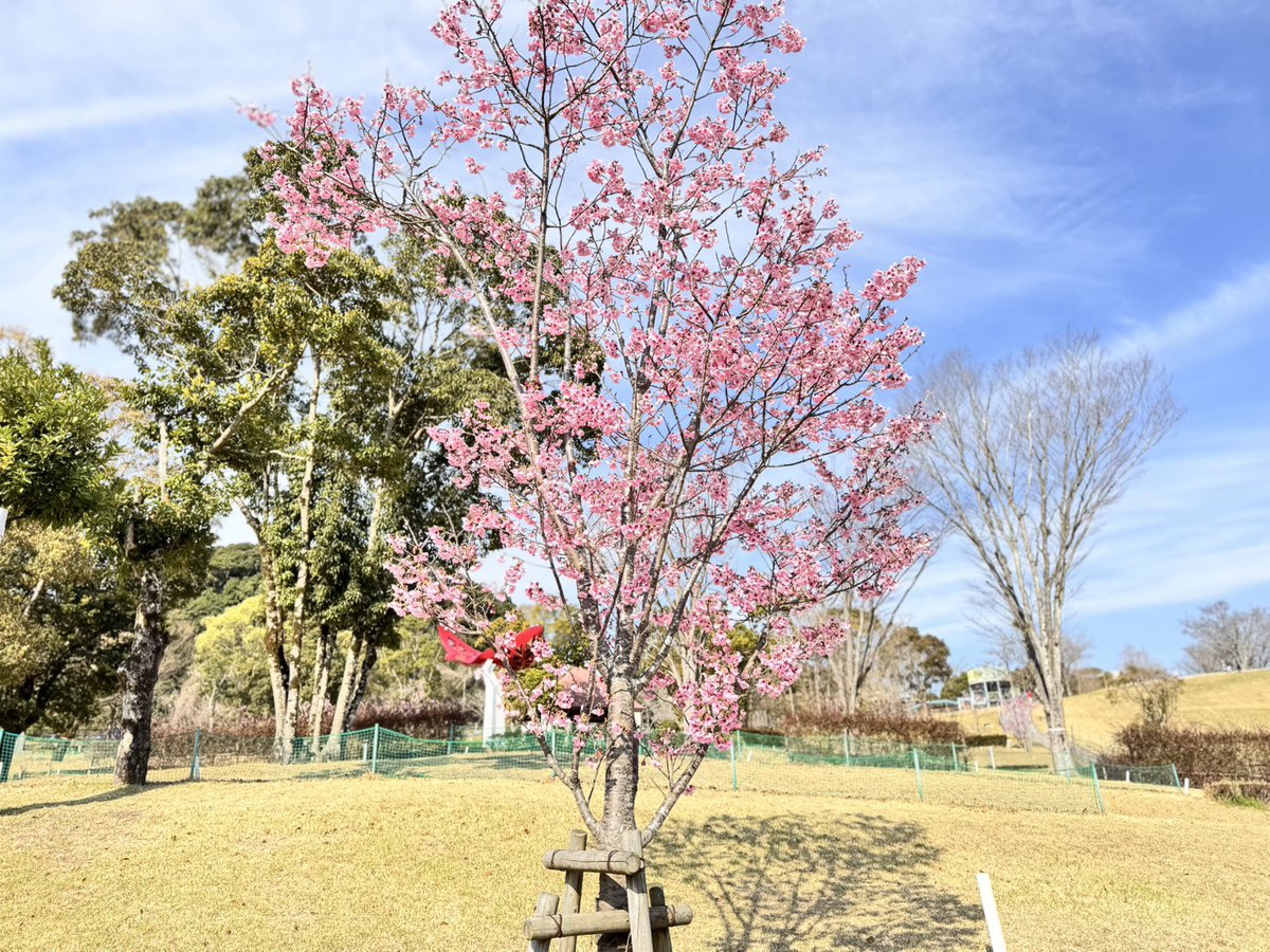 kenmori_park's tweet photo. パークゴルフ場の陽光桜が見頃です🌸
園内のソメイヨシノが咲き始めてきました🌸

#健森
#けんもり
#桜
#陽光桜
#ソメイヨシノ
#パークゴルフ場 https://t.co/3Q0axzXZQi