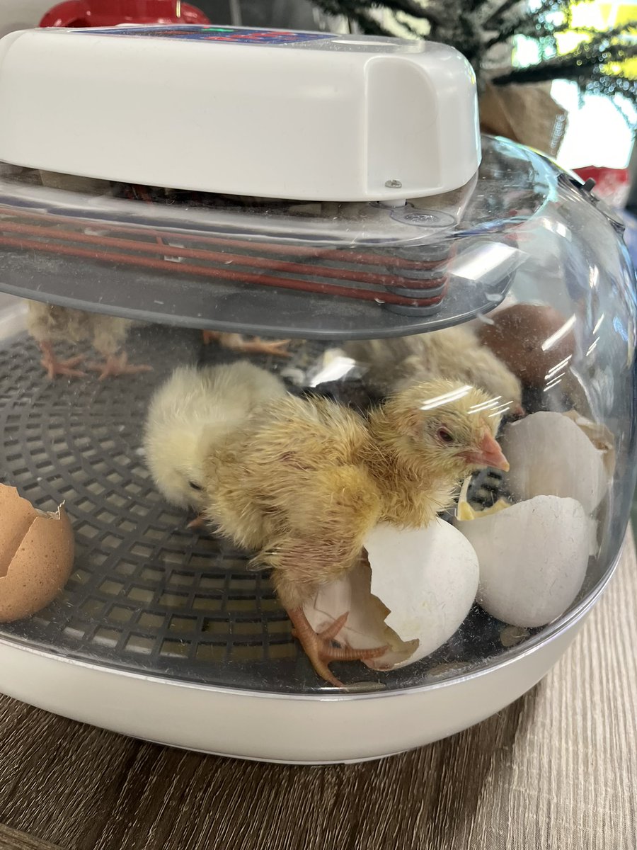 Greenwood Middle School tweet media