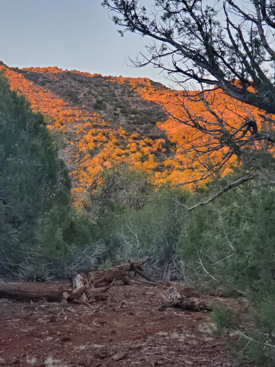 Jeff Nelson tweet media