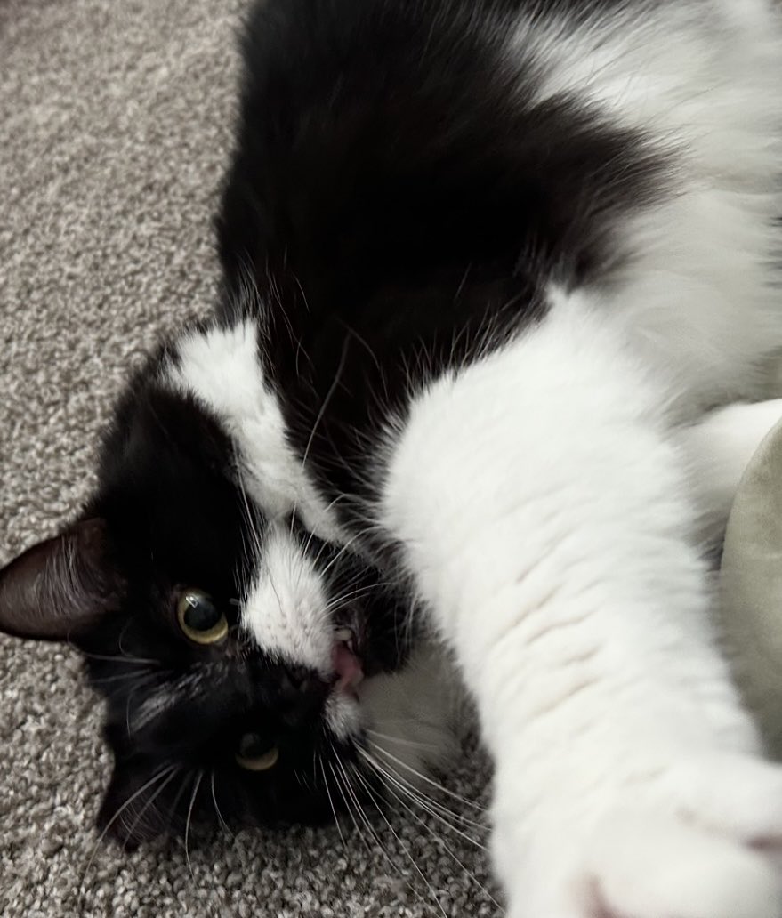 𝔥𝔞𝔫𝔫𝔞𝔥 🍁🪲 tweet media